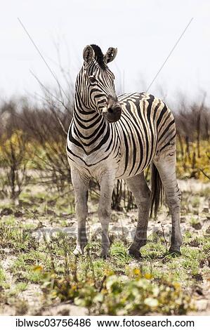 "Plains Zebra or Burchell's Zebra (Equus quagga), Etosha National Park, Okaukuejo, Kunene Region, Namibia, Africa" View Large Photo Image Stock Photograph - "Plains Zebra or Burchell's Zebra (Equus quagga), Etosha National Park, Okaukuejo, Kunene Region, Namibia, Africa". Fotosearch
