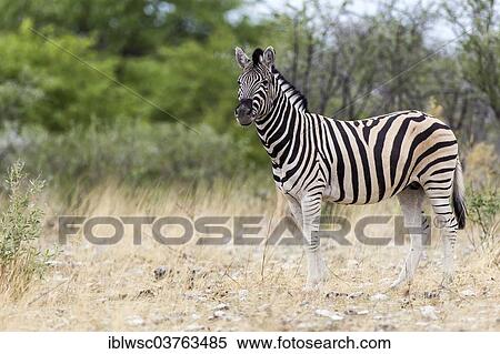 "Plains Zebra or Burchell's Zebra (Equus quagga), Etosha National Park, Namibia, Africa" View Large Photo Image Stock Photography - "Plains Zebra or Burchell's Zebra (Equus quagga), Etosha National Park, Namibia, Africa". Fotosearch