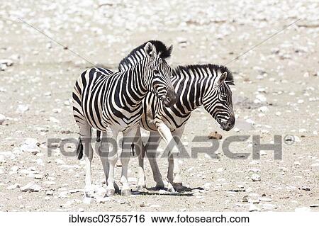 "Plains Zebras, Common Zebras or Burchell's Zebras (Equus quagga), Etosha National Park, Namibia, Africa" View Large Photo Image Stock Photograph - "Plains Zebras, Common Zebras or Burchell's Zebras (Equus quagga), Etosha National Park, Namibia, Africa". Fotosearch