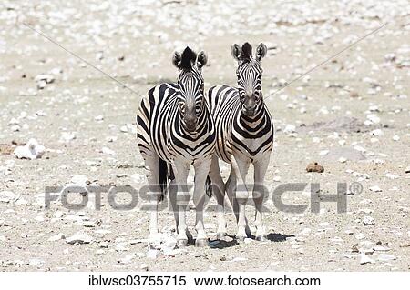 "Plains Zebras, Common Zebras or Burchell's Zebras (Equus quagga), Etosha National Park, Namibia, Africa" View Large Photo Image Stock Photography - "Plains Zebras, Common Zebras or Burchell's Zebras (Equus quagga), Etosha National Park, Namibia, Africa". Fotosearch