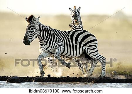 "Plains Zebras or Burchell's Zebras (Equus quagga, formerly Equus burchelli) at a waterhole, Nxai Pan National Park, Botswana, Africa" View Large Photo Image Stock Image - "Plains Zebras or Burchell's Zebras (Equus quagga, formerly Equus burchelli) at a waterhole, Nxai Pan National Park, Botswana, Africa". Fotosearch