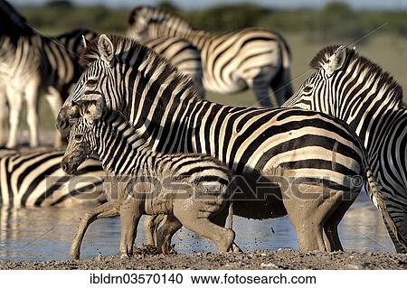 "Plains Zebras or Burchell's Zebras (Equus quagga, formerly Equus burchelli) at a waterhole, Nxai Pan National Park, Botswana, Africa" View Large Photo Image Stock Image - "Plains Zebras or Burchell's Zebras (Equus quagga, formerly Equus burchelli) at a waterhole, Nxai Pan National Park, Botswana, Africa". Fotosearch