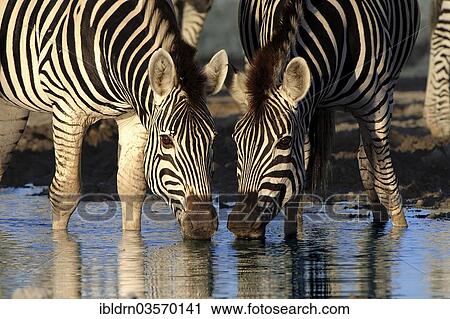 Stock Image - "Plains Zebras or Burchell's Zebras (Equus quagga, formerly Equus burchelli) at a waterhole, Nxai Pan National Park, Botswana, Africa". Fotosearch