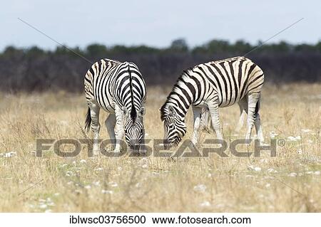 "Plains Zebras or Burchell's Zebras (Equus quagga), Etosha National Park, Okaukuejo, Kunene Region, Namibia, Africa" View Large Photo Image Stock Image - "Plains Zebras or Burchell's Zebras (Equus quagga), Etosha National Park, Okaukuejo, Kunene Region, Namibia, Africa". Fotosearch
