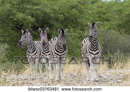 "Plains Zebras or Burchell's Zebras (Equus quagga), Etosha National Park, Namibia, Africa" View Large Photo Image Stock Image - "Plains Zebras or Burchell's Zebras (Equus quagga), Etosha National Park, Namibia, Africa". Fotosearch