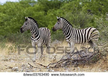 "Plains Zebras or Burchell's Zebras (Equus quagga), Etosha National Park, Namibia, Africa" View Large Photo Image Stock Image - "Plains Zebras or Burchell's Zebras (Equus quagga), Etosha National Park, Namibia, Africa". Fotosearch