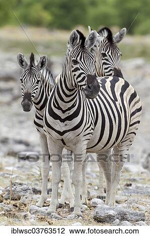 "Plains Zebras or Burchell's Zebras (Equus quagga), Etosha National Park, Namibia, Africa" View Large Photo Image Stock Image - "Plains Zebras or Burchell's Zebras (Equus quagga), Etosha National Park, Namibia, Africa". Fotosearch