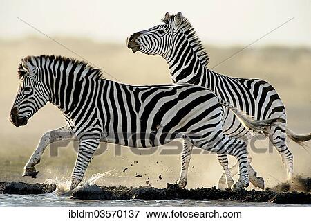 "Plains Zebras or Burchell's Zebras (Equus quagga, formerly Equus burchelli) at a waterhole, Nxai Pan National Park, Botswana, Africa" View Large Photo Image Stock Photo - "Plains Zebras or Burchell's Zebras (Equus quagga, formerly Equus burchelli) at a waterhole, Nxai Pan National Park, Botswana, Africa". Fotosearch