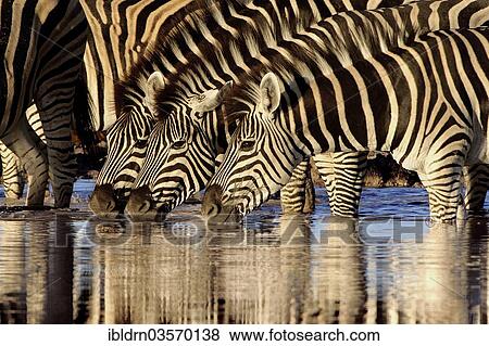 "Plains Zebras or Burchell's Zebras (Equus quagga, formerly Equus burchelli) at a waterhole, Nxai Pan National Park, Botswana, Africa" View Large Photo Image Stock Photo - "Plains Zebras or Burchell's Zebras (Equus quagga, formerly Equus burchelli) at a waterhole, Nxai Pan National Park, Botswana, Africa". Fotosearch