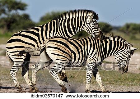 Stock Photo - "Plains Zebras or Burchell's Zebras (Equus quagga, formerly Equus burchelli), Nxai Pan National Park, Botswana, Africa". Fotosearch