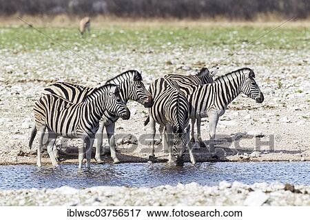 Stock Photo - "Plains Zebras or Burchell's Zebras (Equus quagga), Etosha National Park, Okaukuejo, Kunene Region, Namibia, Africa". Fotosearch
