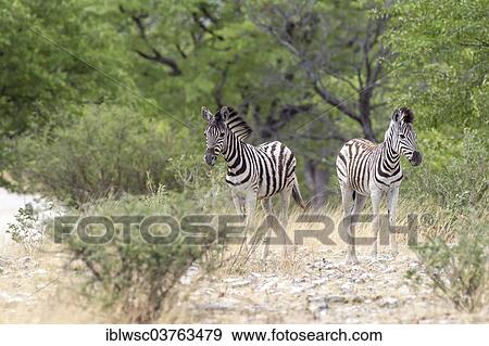 "Plains Zebras or Burchell's Zebras (Equus quagga), juveniles, Etosha National Park, Namibia, Africa" View Large Photo Image Stock Photo - "Plains Zebras or Burchell's Zebras (Equus quagga), juveniles, Etosha National Park, Namibia, Africa". Fotosearch
