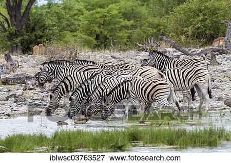 "Plains Zebras or Burchell's Zebras (Equus quagga) (Equus quagga) drinking at a waterhole, Etosha National Park, Namibia, Africa" View Large Photo Image Stock Photo - "Plains Zebras or Burchell's Zebras (Equus quagga) (Equus quagga) drinking at a waterhole, Etosha National Park, Namibia, Africa". Fotosearch