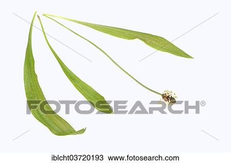 "Plaintain, Ribwort Plantain, English Plantain (Plantago lanceolata), flower and leaves" View Large Photo Image Stock Image - "Plaintain, Ribwort Plantain, English Plantain (Plantago lanceolata), flower and leaves". Fotosearch