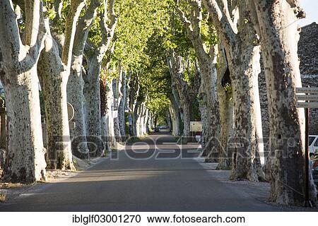 "Plane tree avenue, Provence, Provence-Alpes-Cote d'Azur, France, Europe, Mane, Mane, Provence-Alpes-Cote d? ÇÖAzur, France, Europe" View Large Photo Image Stock Image - "Plane tree avenue, Provence, Provence-Alpes-Cote d'Azur, France, Europe, Mane, Mane, Provence-Alpes-Cote d? ÇÖAzur, France, Europe". Fotosearch