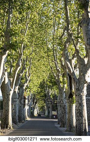 "Plane tree avenue, Provence, Provence-Alpes-Cote d'Azur, France, Europe, Mane, Mane, Provence-Alpes-Cote d? ÇÖAzur, France, Europe" View Large Photo Image Stock Image - "Plane tree avenue, Provence, Provence-Alpes-Cote d'Azur, France, Europe, Mane, Mane, Provence-Alpes-Cote d? ÇÖAzur, France, Europe". Fotosearch