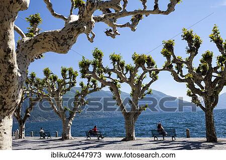 "Plane trees on the promenade of Ascona, Lake Maggiore, Lago Maggiore, Ticino, Switzerland, Europe" View Large Photo Image Stock Image - "Plane trees on the promenade of Ascona, Lake Maggiore, Lago Maggiore, Ticino, Switzerland, Europe". Fotosearch