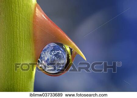 "Planet Earth reflected in a dewdrop on a rose thorn, symbolic image of water as an elixir of life, Germany, Europe" View Large Photo Image Stock Photo - "Planet Earth reflected in a dewdrop on a rose thorn, symbolic image of water as an elixir of life, Germany, Europe". Fotosearch