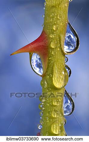 "Planet Earth reflected in dewdrops on a rose stem with thorn, symbolic image of water as an elixir of life, Germany, Europe" View Large Photo Image Stock Image - "Planet Earth reflected in dewdrops on a rose stem with thorn, symbolic image of water as an elixir of life, Germany, Europe". Fotosearch