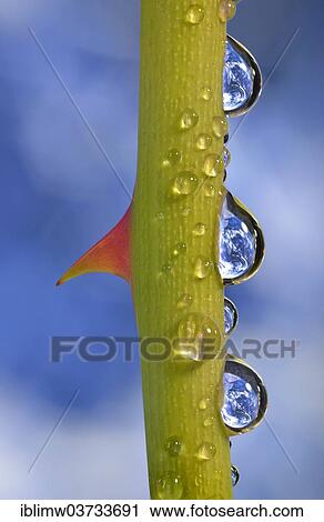 "Planet Earth reflected in dewdrops on a rose stem with thorn, symbolic image of water as an elixir of life, Germany, Europe" View Large Photo Image Stock Image - "Planet Earth reflected in dewdrops on a rose stem with thorn, symbolic image of water as an elixir of life, Germany, Europe". Fotosearch