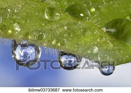 "Planet Earth reflected in dewdrops, symbolic image of water as an elixir of life, Germany, Europe" View Large Photo Image Stock Photo - "Planet Earth reflected in dewdrops, symbolic image of water as an elixir of life, Germany, Europe". Fotosearch
