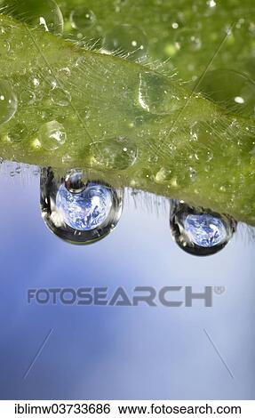 "Planet Earth reflected in dewdrops, symbolic image of water as an elixir of life, Germany, Europe" View Large Photo Image Stock Photograph - "Planet Earth reflected in dewdrops, symbolic image of water as an elixir of life, Germany, Europe". Fotosearch
