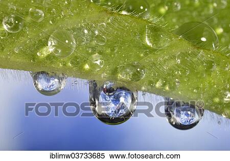 "Planet Earth reflected in dewdrops, symbolic image of water as an elixir of life, Germany, Europe" View Large Photo Image Stock Photography - "Planet Earth reflected in dewdrops, symbolic image of water as an elixir of life, Germany, Europe". Fotosearch