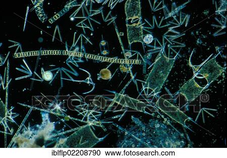"Plankton, Phytoplankton, various species of diatom and dinoflagellates, x20, English Channel" View Large Photo Image Stock Image - "Plankton, Phytoplankton, various species of diatom and dinoflagellates, x20, English Channel". Fotosearch