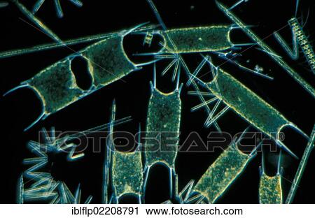 "Plankton, Phytoplankton, various species of diatom eps. Biddilphia sinensis, x30" View Large Photo Image Stock Image - "Plankton, Phytoplankton, various species of diatom eps. Biddilphia sinensis, x30". Fotosearch