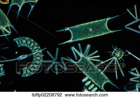 "Plankton, Phytoplankton, various diatoms, dinoflagellate etc, x30, English Channel" View Large Photo Image Stock Image - "Plankton, Phytoplankton, various diatoms, dinoflagellate etc, x30, English Channel". Fotosearch