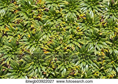 "Plant cushion on a mountain meadow, Cordillera Huayhuash, Andes, Northern Peru, Peru, South America" View Large Photo Image Stock Photo - "Plant cushion on a mountain meadow, Cordillera Huayhuash, Andes, Northern Peru, Peru, South America". Fotosearch