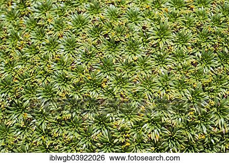 "Plant cushion on a mountain meadow, Cordillera Huayhuash, Andes, Northern Peru, Peru, South America" View Large Photo Image Stock Photograph - "Plant cushion on a mountain meadow, Cordillera Huayhuash, Andes, Northern Peru, Peru, South America". Fotosearch