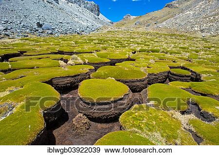 "Plant cushions eroded by water, Cordillera Huayhuash, Andes, Northern Peru, Peru, South America" View Large Photo Image Stock Photo - "Plant cushions eroded by water, Cordillera Huayhuash, Andes, Northern Peru, Peru, South America". Fotosearch