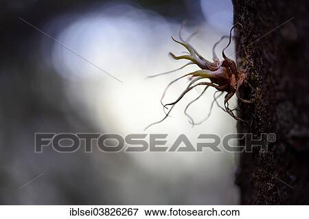 Stock Photo - "Plant growing on a tree, Guandera, Northern Ecuador, Ecuador, South America". Fotosearch