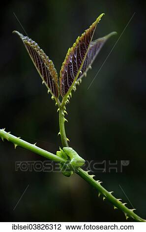 "Plant leaf, Amazon Rainforest, Cuyabeno Wildlife Reserve, nature reserve, Ecuador, South America" View Large Photo Image Stock Image - "Plant leaf, Amazon Rainforest, Cuyabeno Wildlife Reserve, nature reserve, Ecuador, South America". Fotosearch