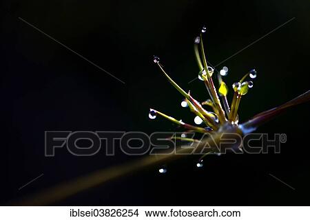 Picture - "Plant on a branch, Guandera, Northern Ecuador, Ecuador, South America". Fotosearch