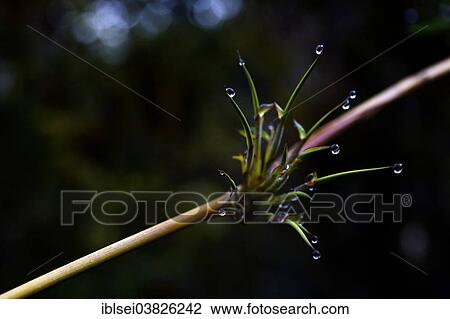 "Plant on a branch, Guandera, Northern Ecuador, Ecuador, South America" View Large Photo Image Stock Image - "Plant on a branch, Guandera, Northern Ecuador, Ecuador, South America". Fotosearch