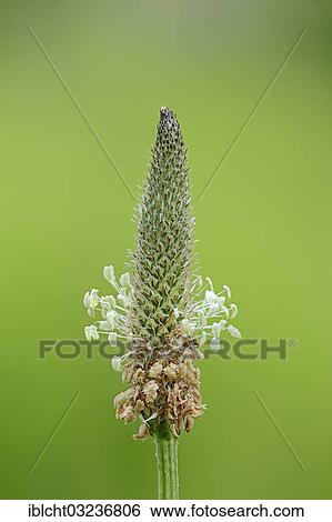 "Plantain (Plantago lanceolata), flowering, North Rhine-Westphalia, Germany, Europe" View Large Photo Image Stock Photograph - "Plantain (Plantago lanceolata), flowering, North Rhine-Westphalia, Germany, Europe". Fotosearch