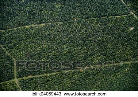 Stock Image - "Plantation of oil palms (Elaeis guineensis) for the production of palm oil, aerial view, Simeulue, Indonesia, Asia". Fotosearch