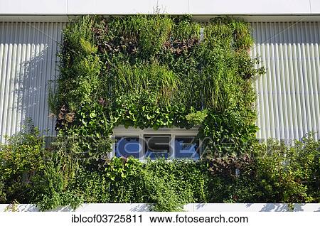 "Planted facade of the swimming pool on the site of the International Garden Show 2013, Wilhelmsburg, Hamburg, Hamburg, Germany, Europe" View Large Photo Image Stock Image - "Planted facade of the swimming pool on the site of the International Garden Show 2013, Wilhelmsburg, Hamburg, Hamburg, Germany, Europe". Fotosearch