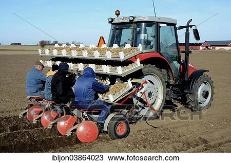 "Planting early potatoes, Scania, Sweden, Europe" View Large Photo Image Stock Image - "Planting early potatoes, Scania, Sweden, Europe". Fotosearch