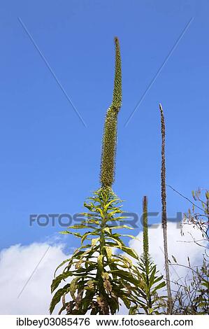 Stock Photograph - "Plants growing on the slopes of Mount Nyiragongo volcano, Goma, Nord-Kivu, Congo, Democratic Republic of the Congo, Africa". Fotosearch