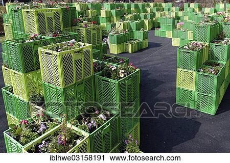 "Plants in green boxes for the IGS Hamburg, International Garden Show, Hamburg, Hamburg, Hamburg, Germany, Europe" View Large Photo Image Stock Image - "Plants in green boxes for the IGS Hamburg, International Garden Show, Hamburg, Hamburg, Hamburg, Germany, Europe". Fotosearch