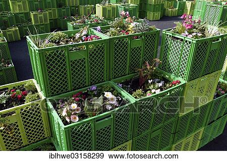 "Plants in green boxes for the IGS Hamburg, International Garden Show, Hamburg, Hamburg, Hamburg, Germany, Europe" View Large Photo Image Stock Photo - "Plants in green boxes for the IGS Hamburg, International Garden Show, Hamburg, Hamburg, Hamburg, Germany, Europe". Fotosearch
