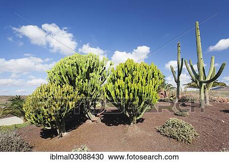 Stock Image - "Plants of the Spurge family (Euphorbiaceae), Las Playitas, Fuerteventura, Canary Islands, Spain, Europe". Fotosearch