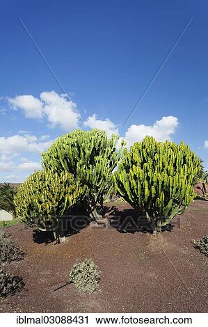 "Plants of the Spurge family (Euphorbiaceae), Las Playitas, Fuerteventura, Canary Islands, Spain, Europe" View Large Photo Image Stock Image - "Plants of the Spurge family (Euphorbiaceae), Las Playitas, Fuerteventura, Canary Islands, Spain, Europe". Fotosearch
