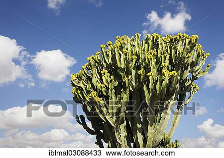 "Plants of the Spurge family (Euphorbiaceae), Las Playitas, Fuerteventura, Canary Islands, Spain, Europe" View Large Photo Image Stock Image - "Plants of the Spurge family (Euphorbiaceae), Las Playitas, Fuerteventura, Canary Islands, Spain, Europe". Fotosearch