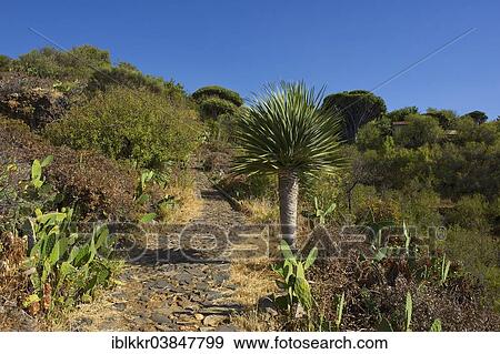 "Plants on the north coast of La Palma, Canary Islands, Spain, Europe" View Large Photo Image Stock Photo - "Plants on the north coast of La Palma, Canary Islands, Spain, Europe". Fotosearch