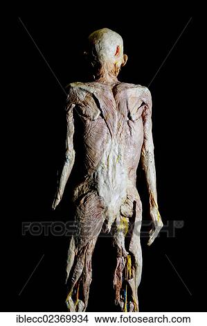 Picture - Plastination specimen of a human body without skin seen from behind. Fotosearch