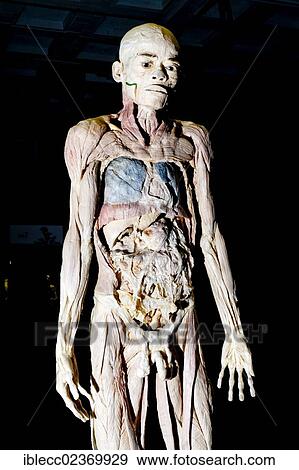 Plastination specimen of a human body without skin View Large Photo Image Stock Photo - Plastination specimen of a human body without skin. Fotosearch